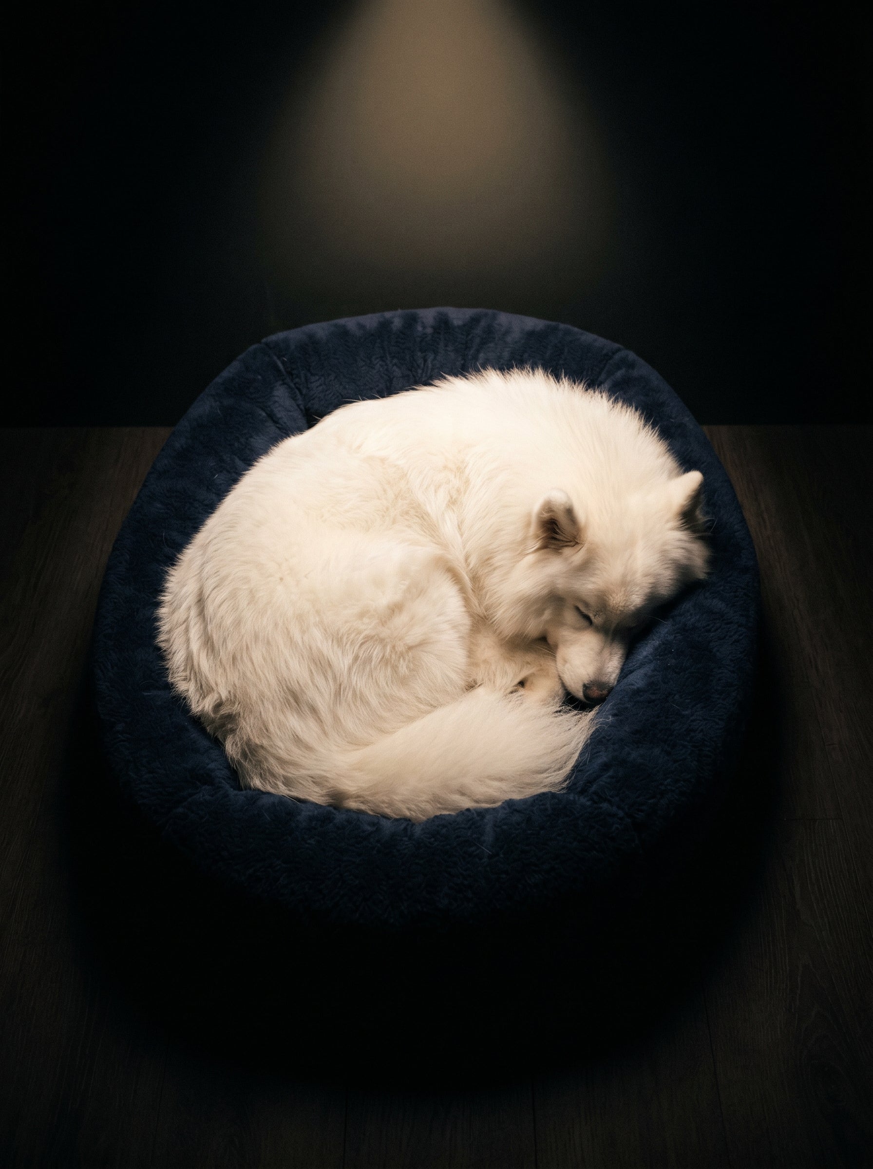 Dog Beds