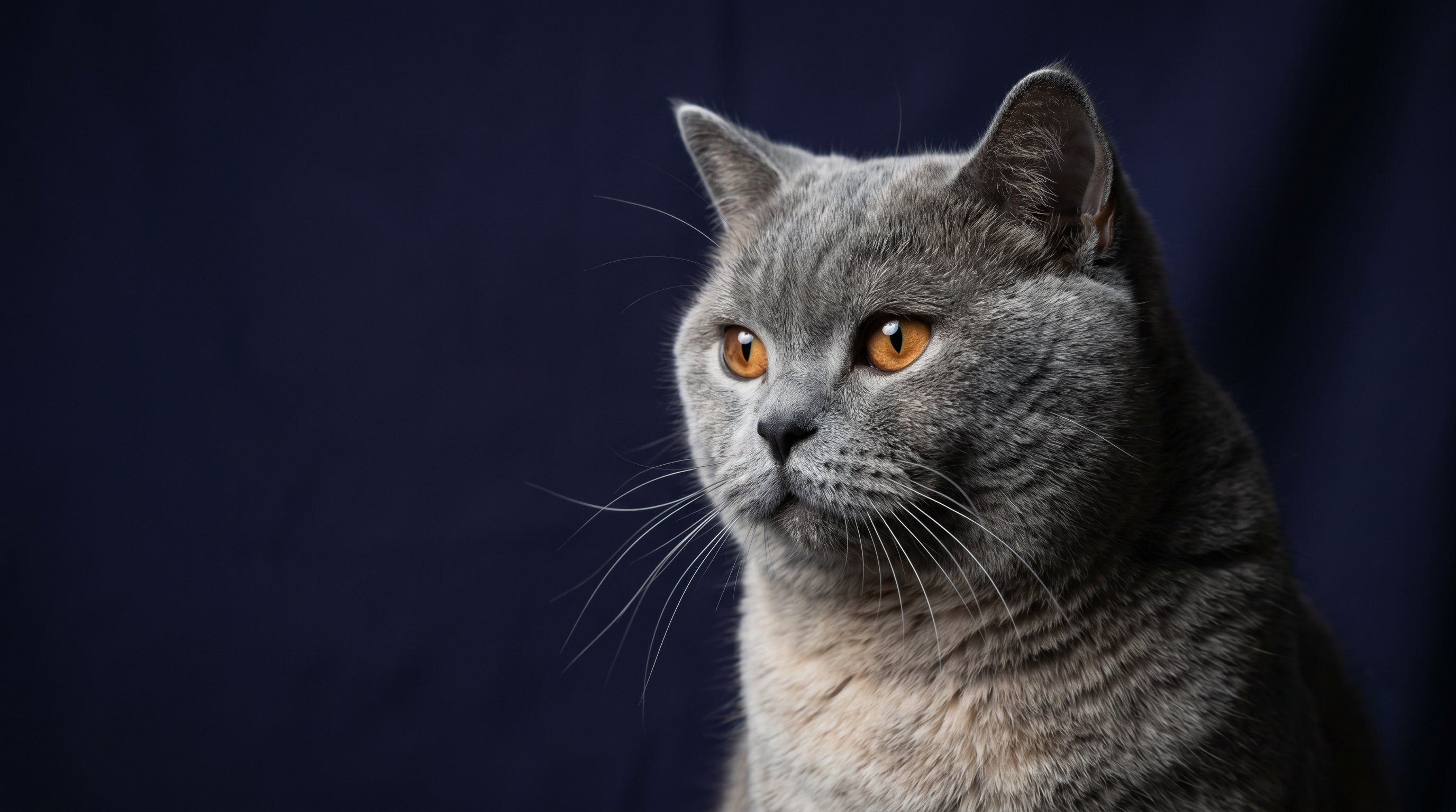 Your Cat's <br> New Favorite Things.